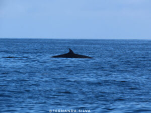 Ballena-Sei