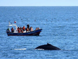 Ballena mas Bote