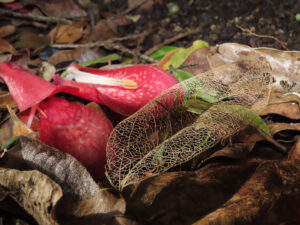 Flora-(1)