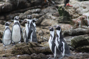 Pinguinos-Humboldt-2