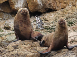 Pinguinos-Humboldt-y-Lobos-marinos