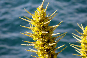 Puya-Chilensis